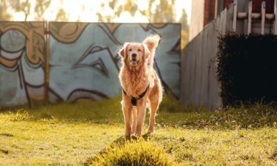 How to choose a trusted golden cavalier breeder