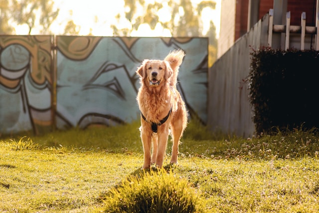How to choose a trusted golden cavalier breeder